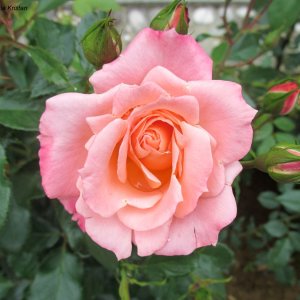 Rose im Gartenareal der Villa La Rotonda