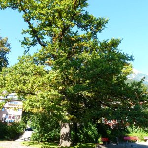 Eiche im Traklpark, Innsbruck