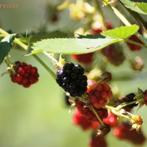 brombeeren