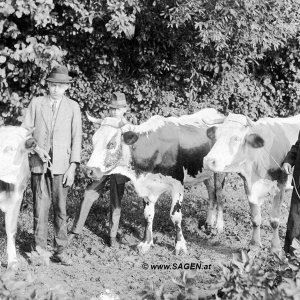 Bauern und Rinder