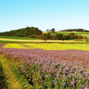 Bienenweide Blau-Gelb