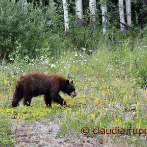Grizzlybär am Alaska Highway, Kanada