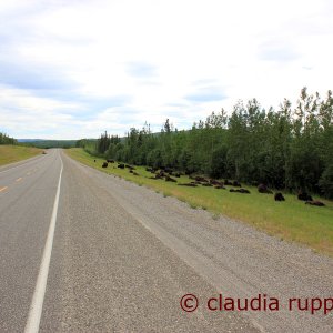 Bisonherde am Alaska Highway, Kanada