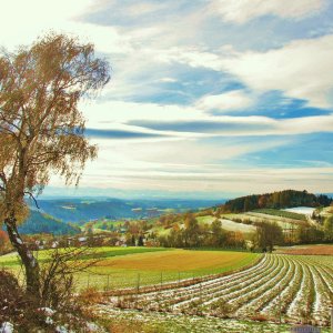 Spätherbst auf dem Jauerling