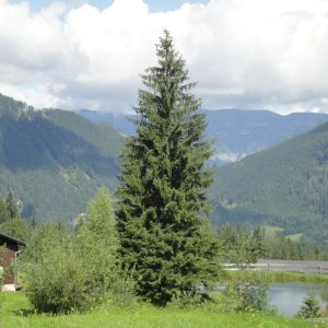 Wassermühlen im Gamsforst