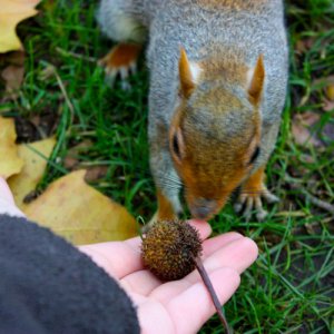 squirrl