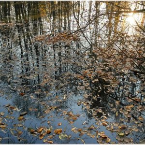 Herbstlaub im Ziegelteich 2