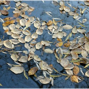 Herbstlaub im Ziegelteich 3