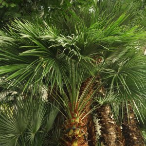 Botanischer Garten in Padua (It)-'Goethe-Palme'