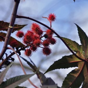 Rizinus-Baum im Botanischen Garten von Padua