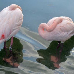Flamingosiesta