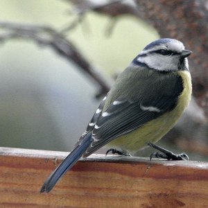 Blaumeise vor dem Fenster