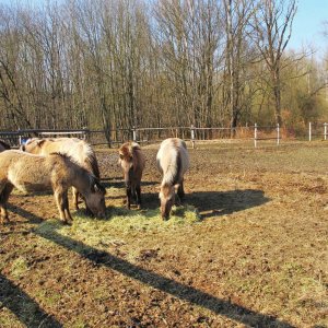 Konikpferde-Weideprojekt