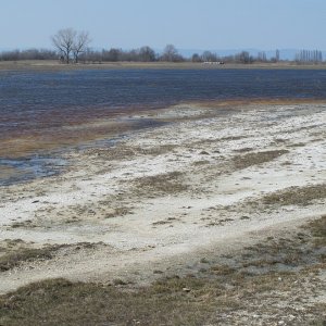 Illmitzer Zicklacke - Salzlebensräume im Seewinkel