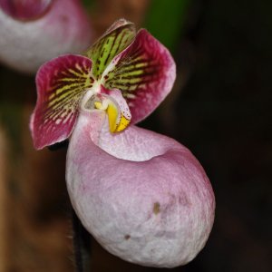 Orchideenausstellung im Bergbaumuseum Klagenfurt