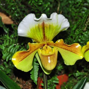 Orchideenausstellung im Bergbaumuseum Klagenfurt