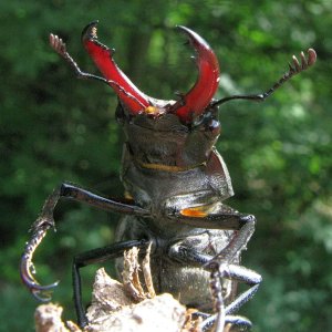 Hirschkäfer Lucanus cervus