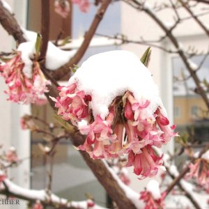 Frühling im Schnee