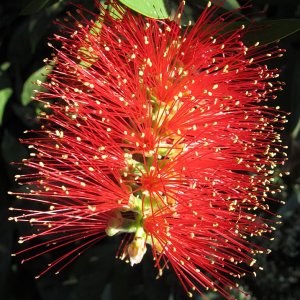 Tropische Flora im Palmenhaus