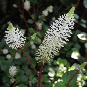 Tropische Flora im Palmenhaus