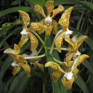 Tropische Flora im Palmenhaus