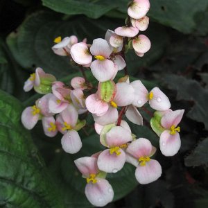 Tropische Flora im Palmenhaus