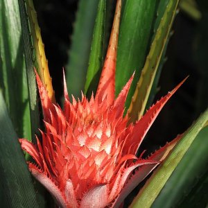 Tropische Flora im Palmenhaus