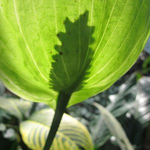 Tropische Flora im Palmenhaus
