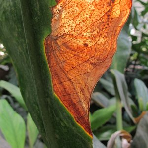 Tropische Flora im Palmenhaus