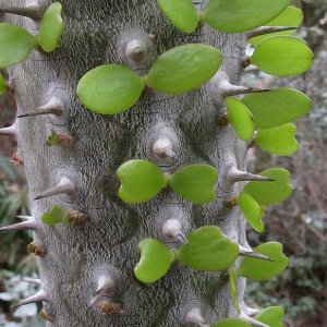 Stacheliges und Grünes