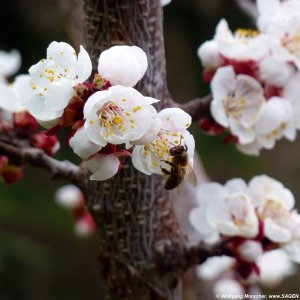 Marillenblüte im Vinschgau