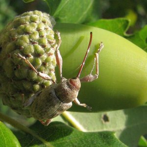 Medium 'Eichelbohrer Curculio glandium' im Album 'Joa'