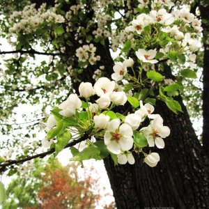 Mostbirnbaum - Blüte