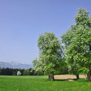 Blühende Bäume im Rosental (Kärnten)