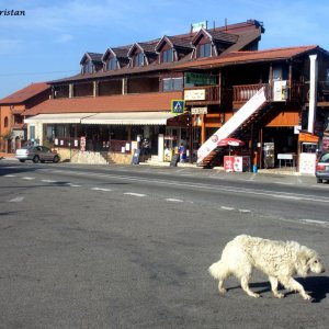 Straßenhund bei einer Raststation auf dem Weg nach Klausenburg