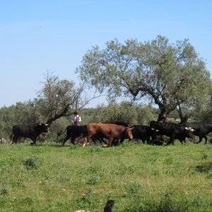 Auf der Stierzucht-Finca