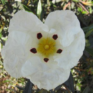 Medium 'Lack-Zistrose - Cistus ladaniferus' in der Kategorie 'Andalusien'