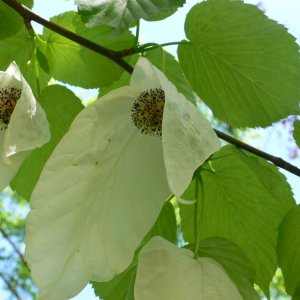 Taschentuchbaum in Blüte