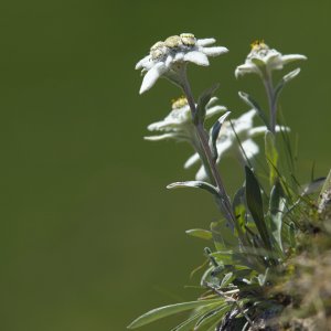 Alpen - Edelweiß  (Leontopodium nivale)