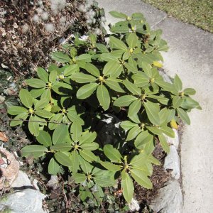 Rhododendron  - nach einem langen Winter