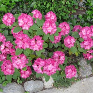 Rhododendron in Vollblüte
