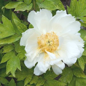 Weiße Strauch-Pfingstrose (Paeonia arbustiva)