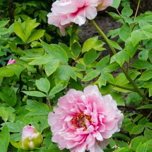 Rosa Strauch-Pfingstrose (Paeonia arbustiva)