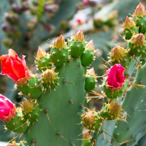 Kaktus mit roten Blüten