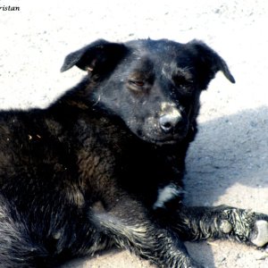 Straßenhund beim Moldaukloster Voronet