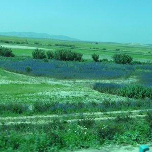 Medium 'Natternkopf - Echium plantagineum' in der Kategorie 'Andalusien'