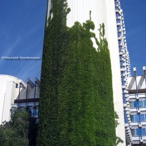 Stadtpflanzen-Fassadenkletterer