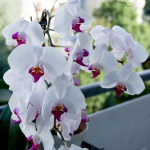 Weiß: Orchidee