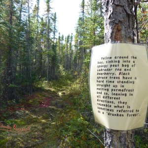 Drunken Forest, Northwest Territories, Canada