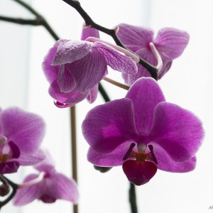 Orchidee - 2